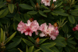 Rhododendron yakushimanum 'Grumpy' RCP6-2014 076.JPG